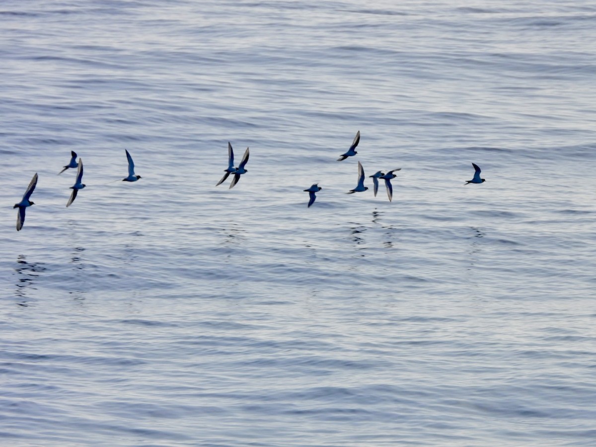 Pluvier grand-gravelot - ML646527854