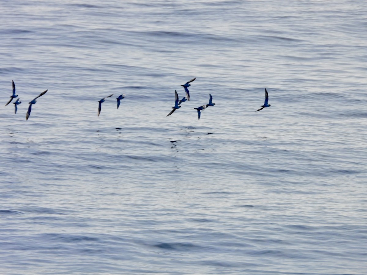 Pluvier grand-gravelot - ML646527855