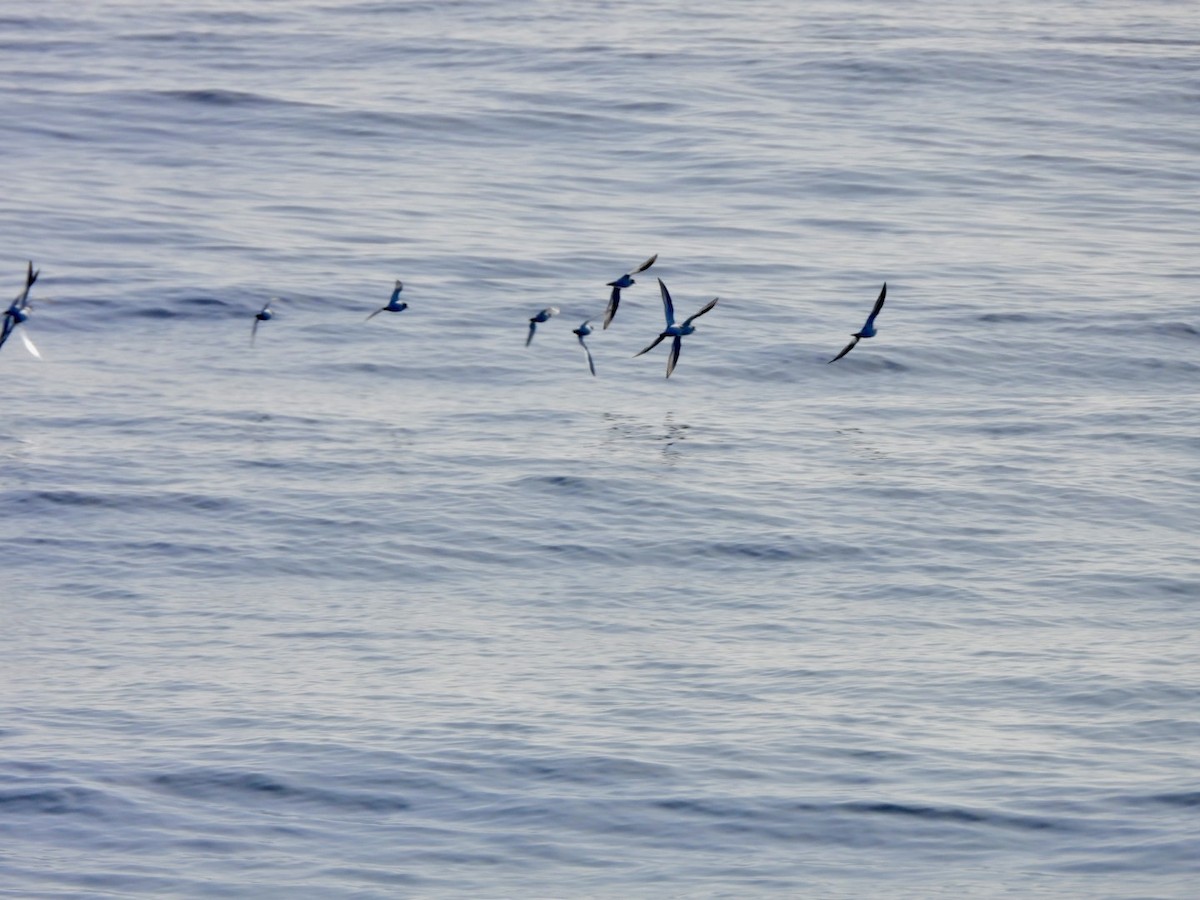 Pluvier grand-gravelot - ML646527856