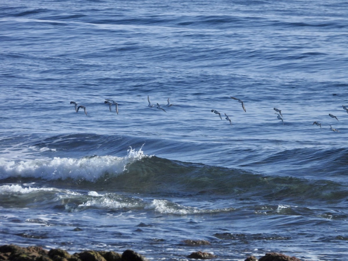 Pluvier grand-gravelot - ML646527857