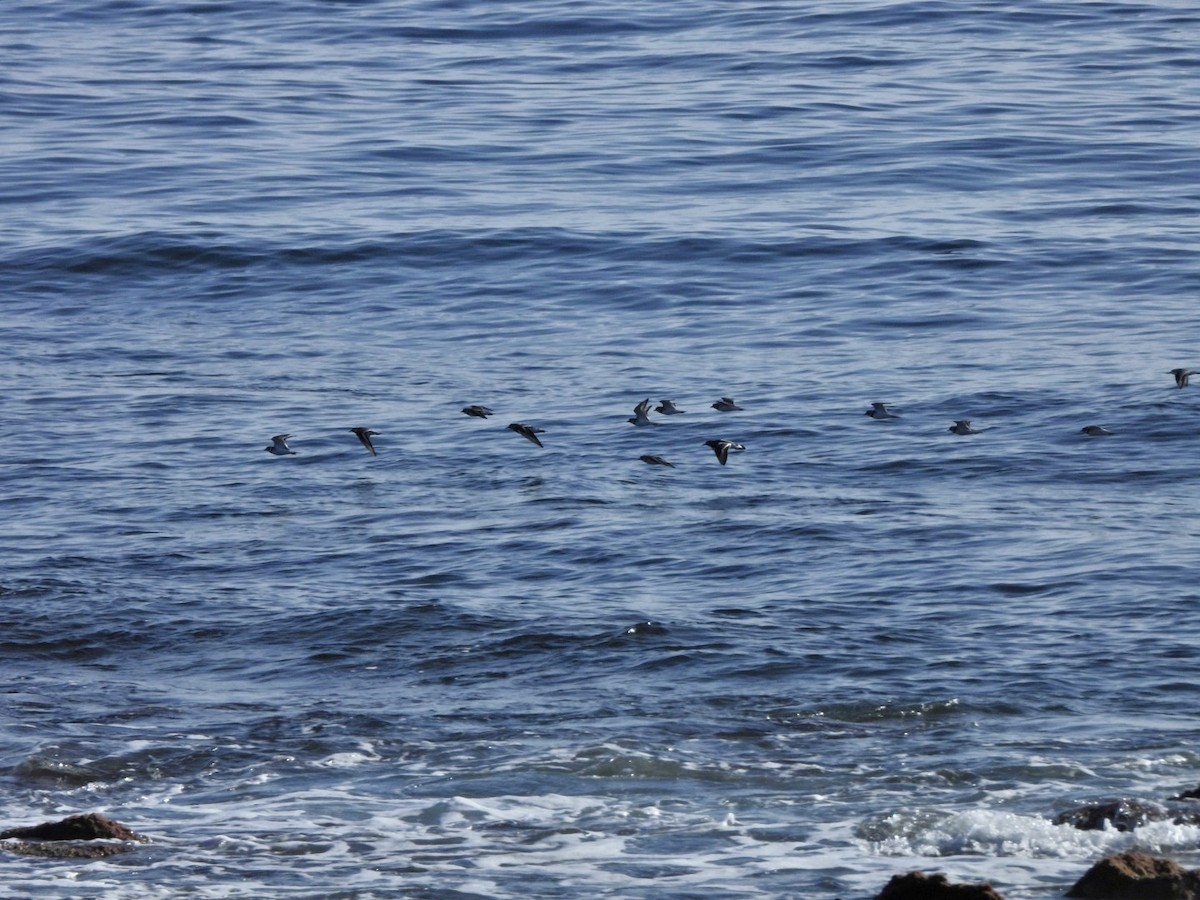 Pluvier grand-gravelot - ML646527858