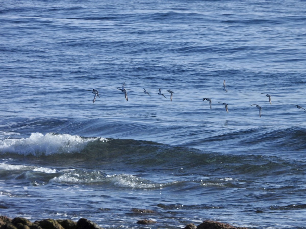 Pluvier grand-gravelot - ML646527859