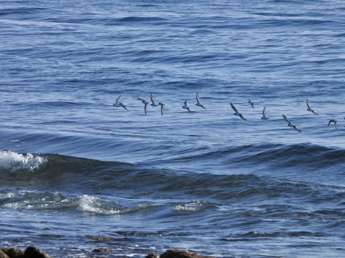 Pluvier grand-gravelot - ML646527860