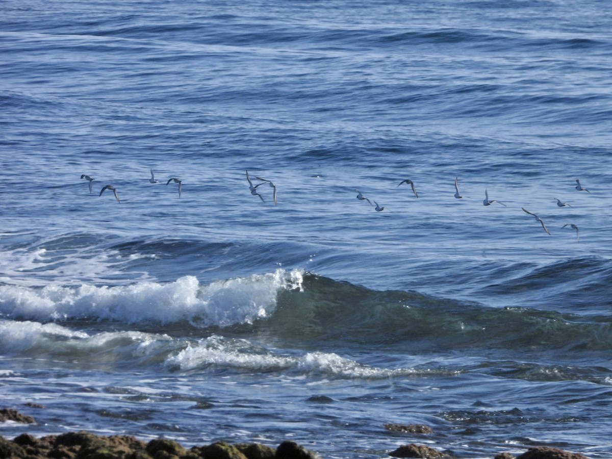 Pluvier grand-gravelot - ML646527861