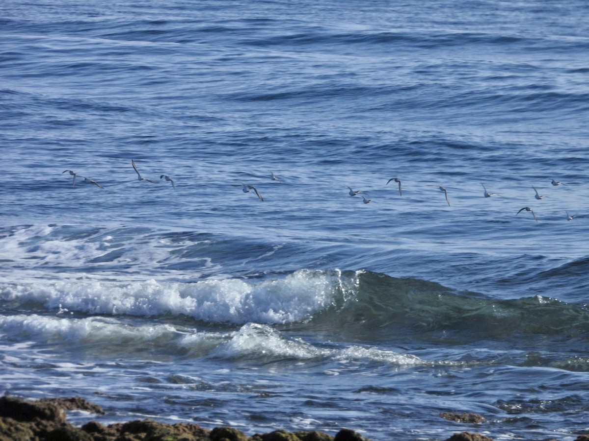 Pluvier grand-gravelot - ML646527862