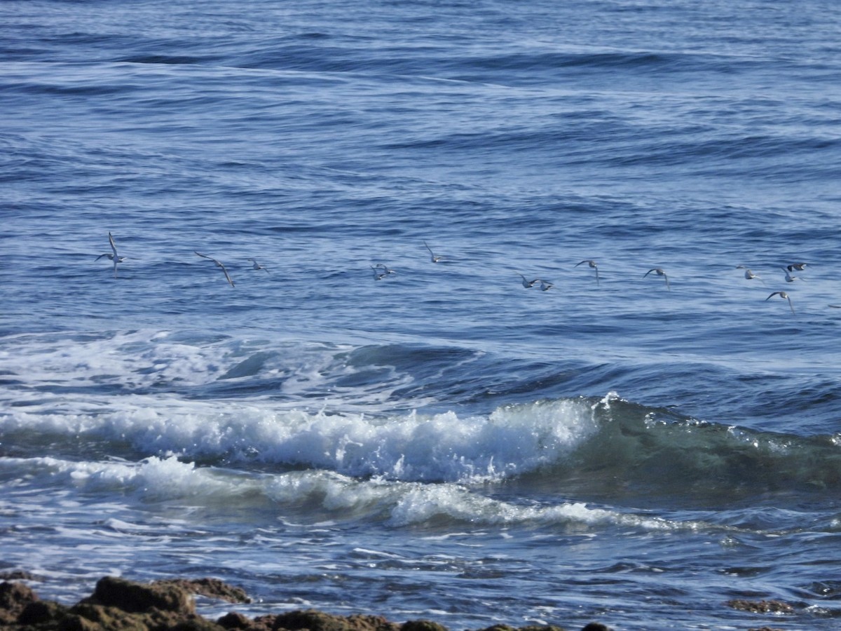 Pluvier grand-gravelot - ML646527863