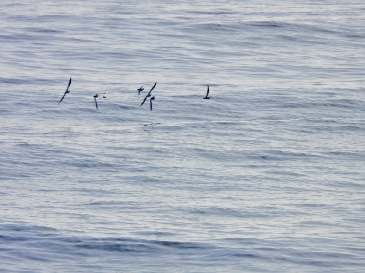 Pluvier grand-gravelot - ML646527864