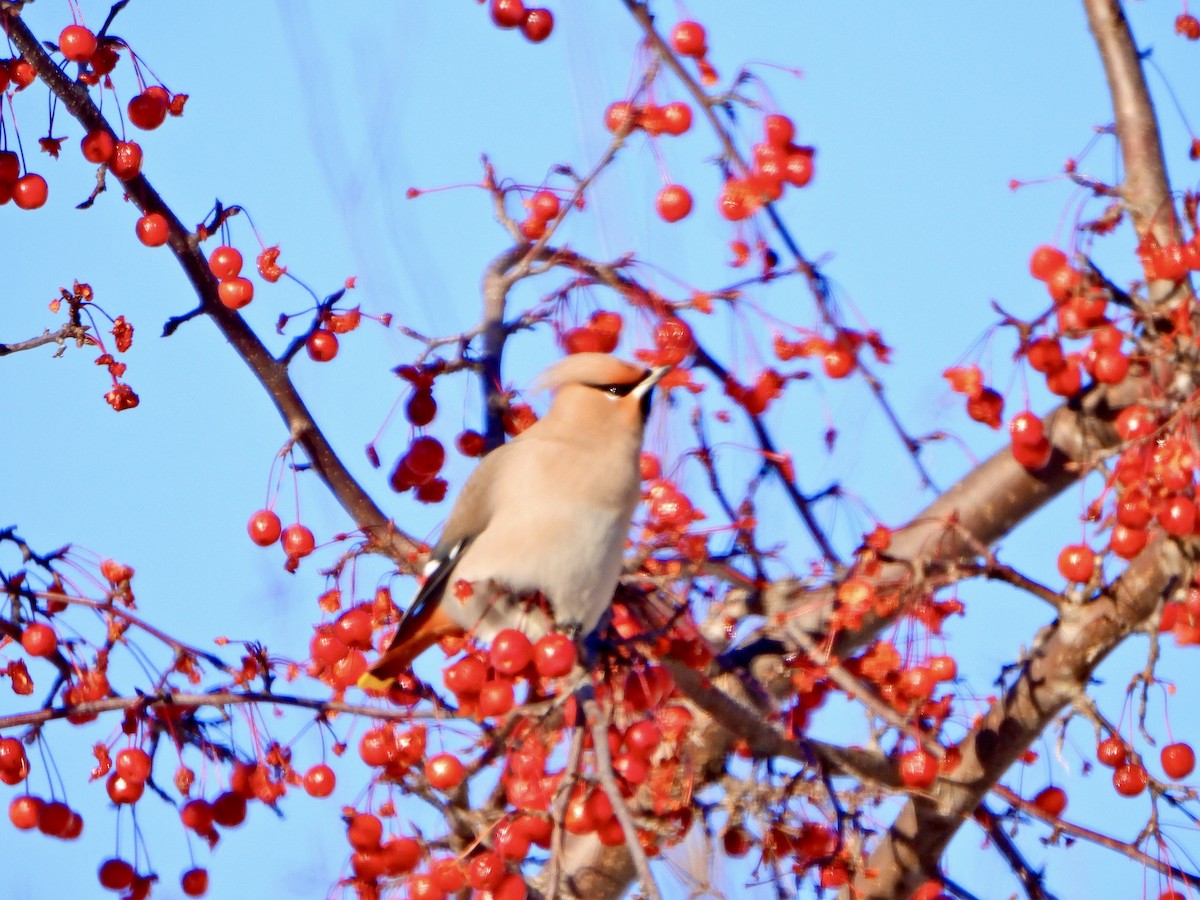 Bohemian Waxwing - ML646527865
