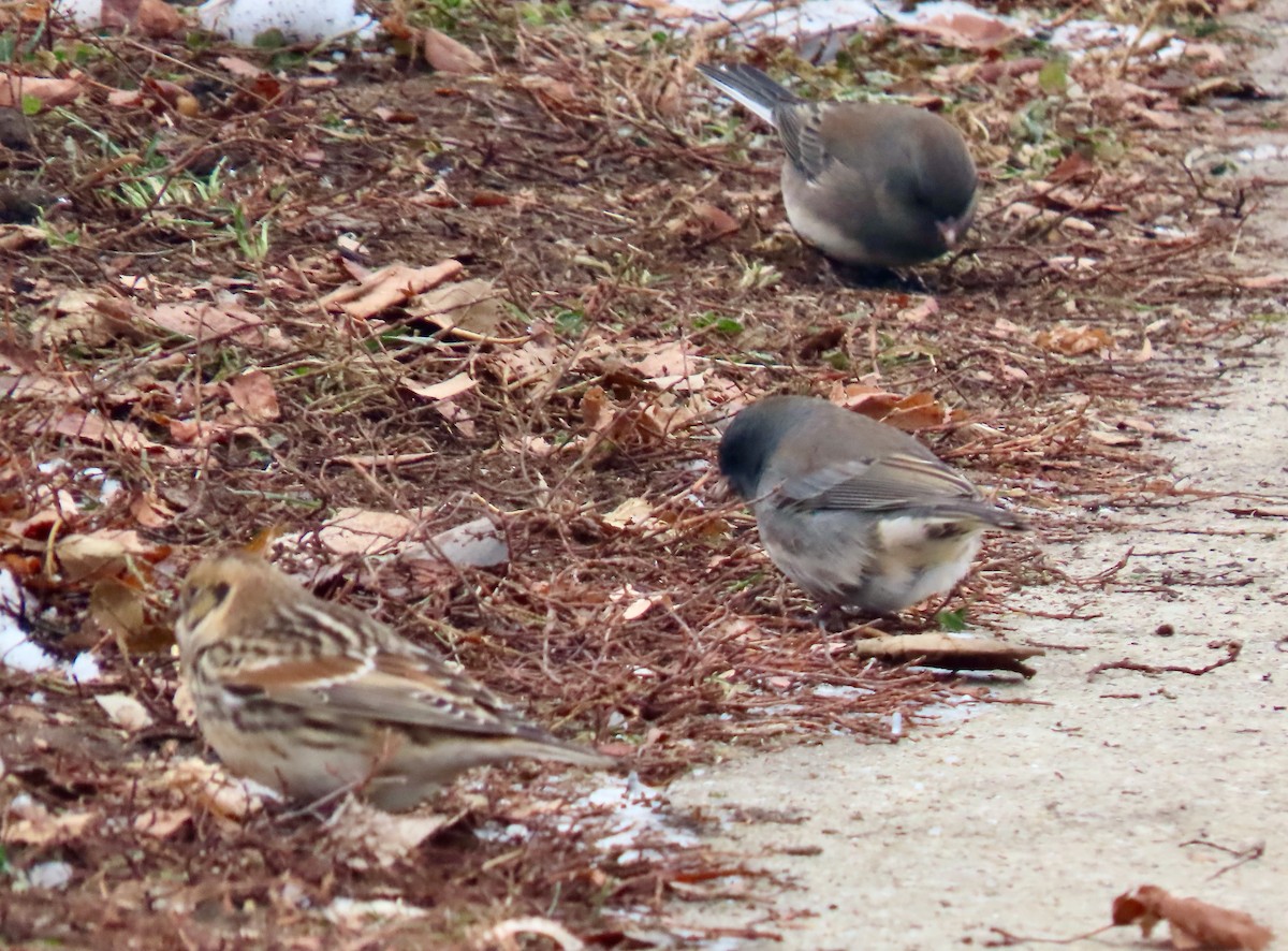 Lapland Longspur - ML646527866