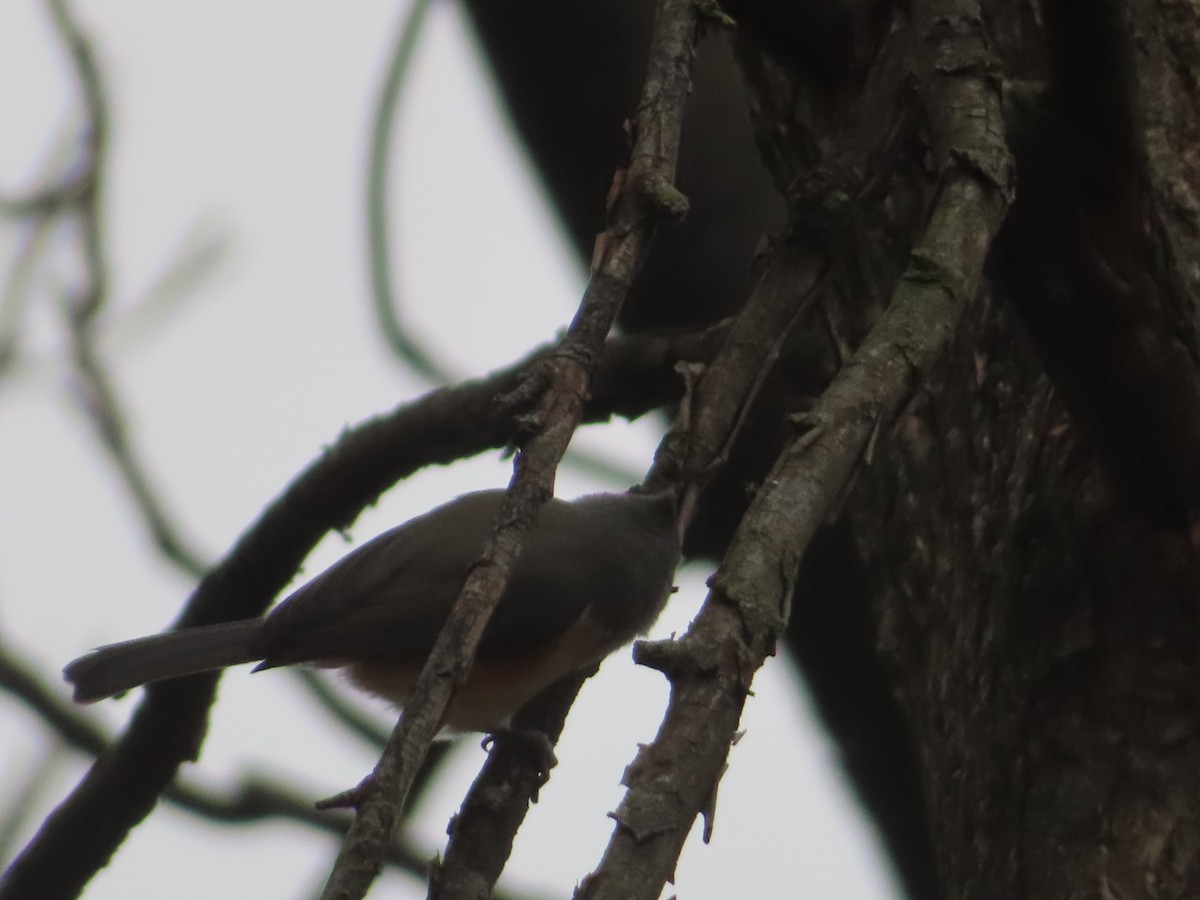 Mésange bicolore - ML646527873