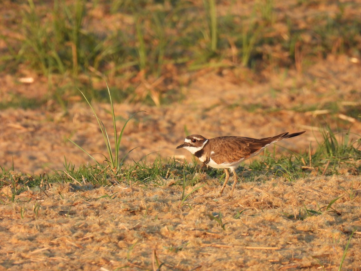 Pluvier kildir - ML646527874