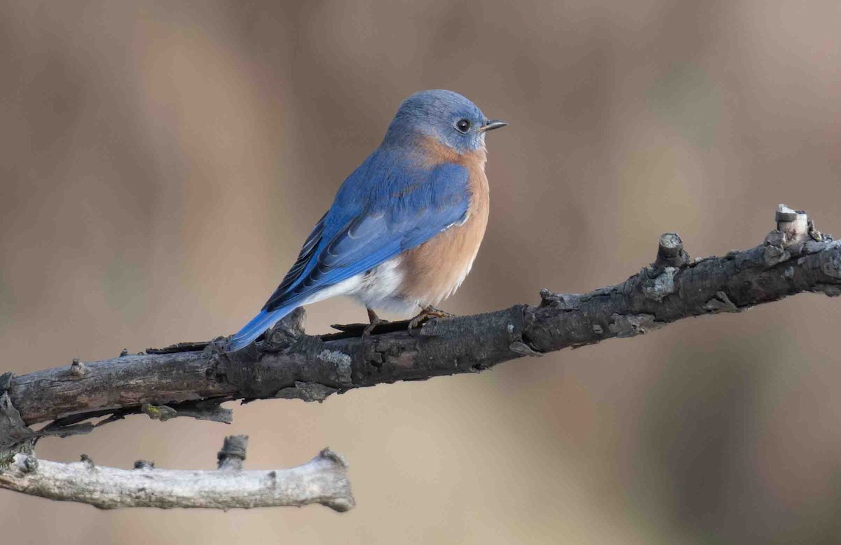 Merlebleu de l'Est - ML646527875
