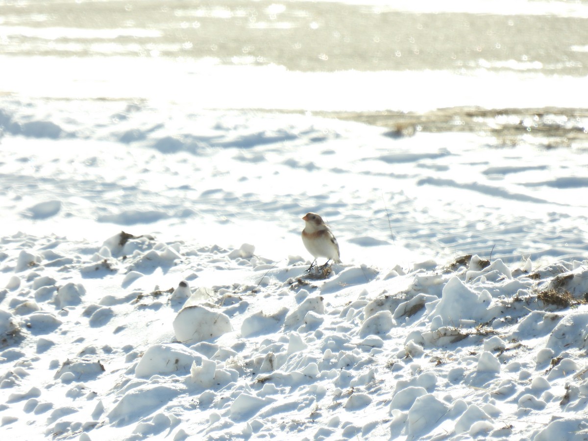 Plectrophane des neiges - ML646527876