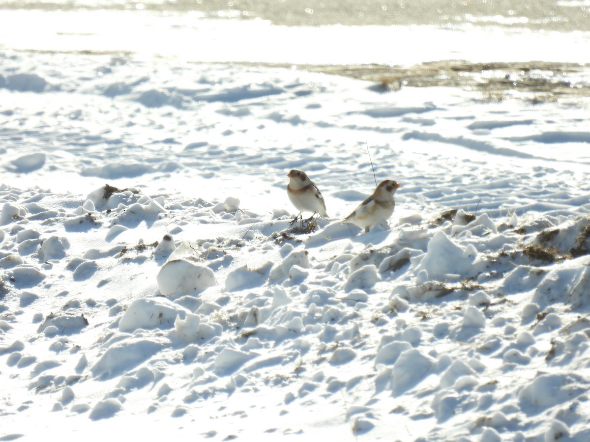 Plectrophane des neiges - ML646527877