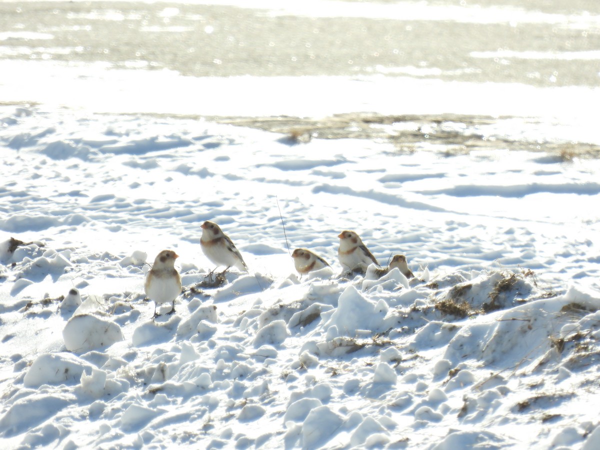 Plectrophane des neiges - ML646527878