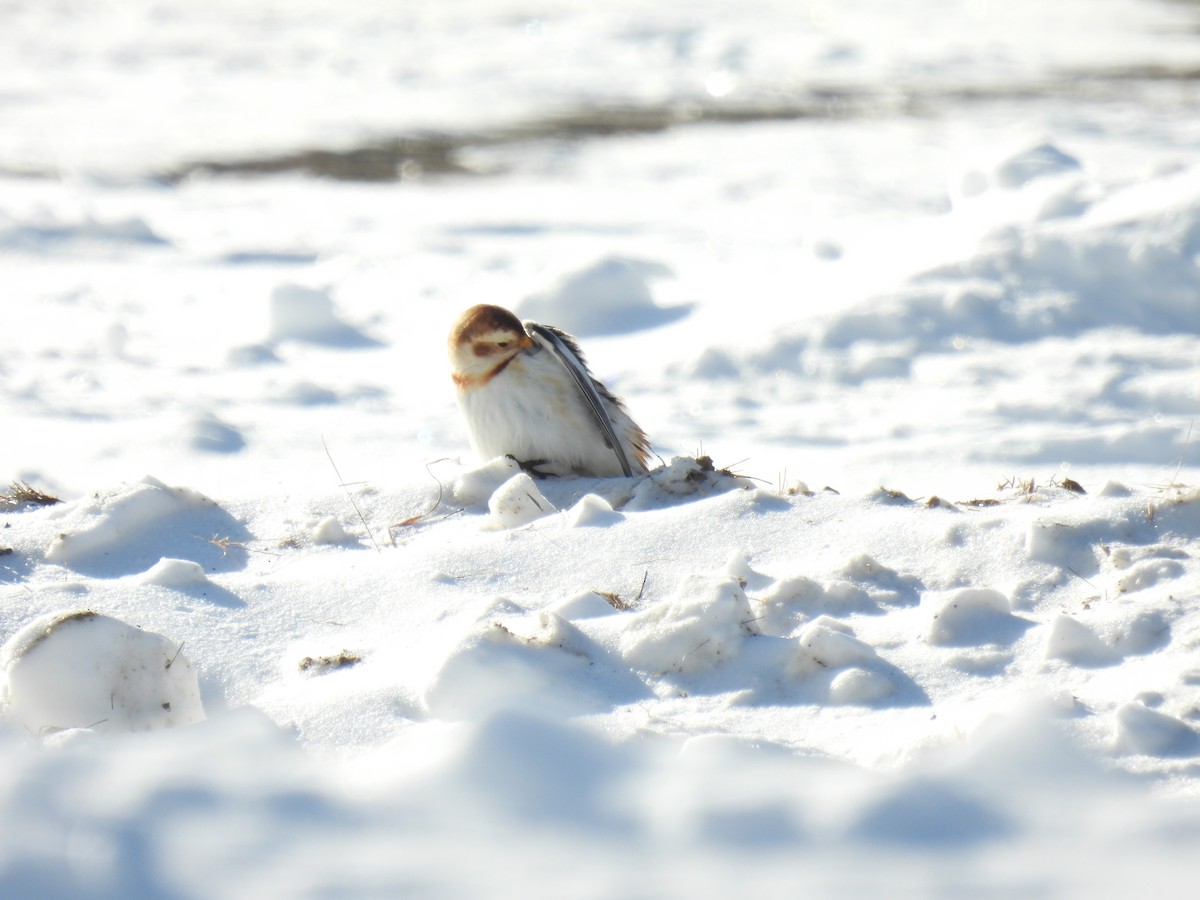 Plectrophane des neiges - ML646527879