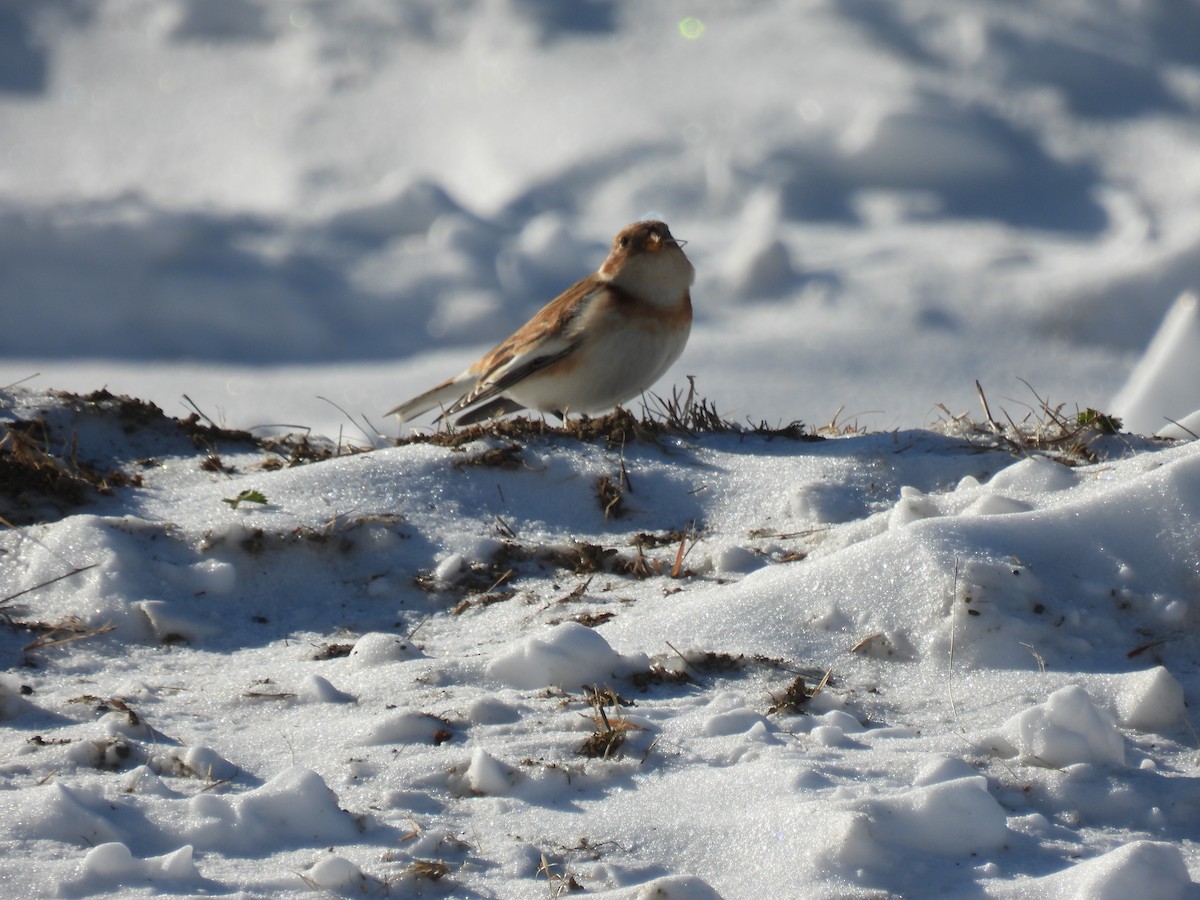 Plectrophane des neiges - ML646527880