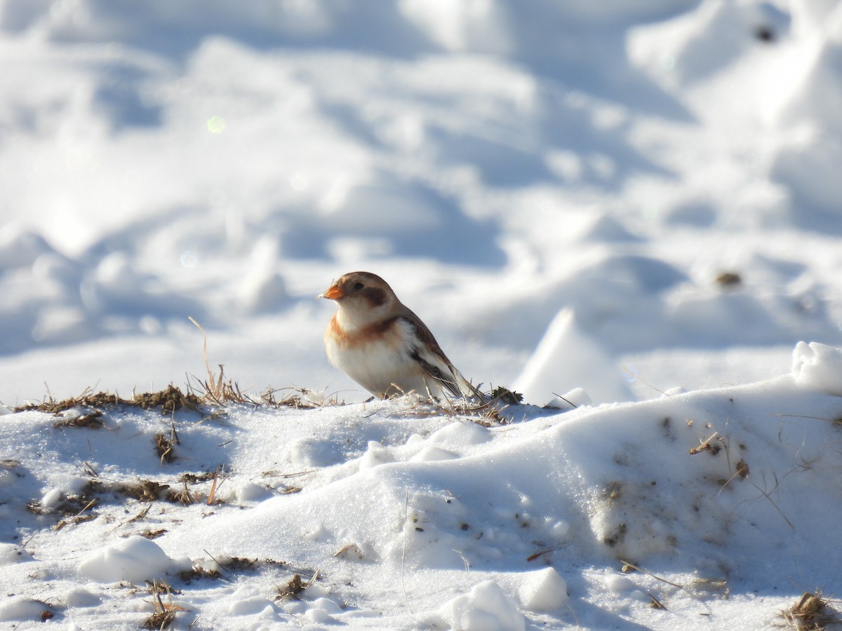 Plectrophane des neiges - ML646527881