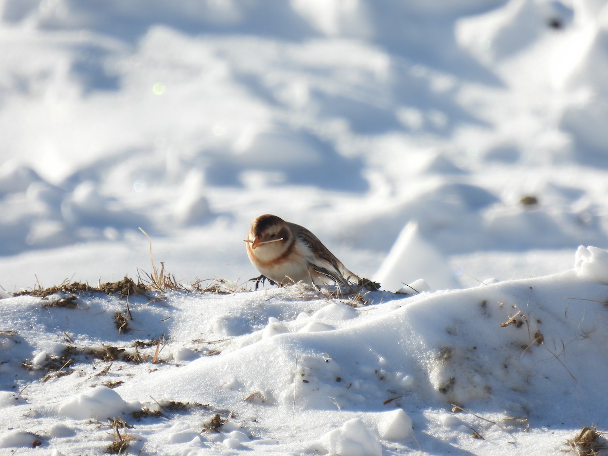 Plectrophane des neiges - ML646527882