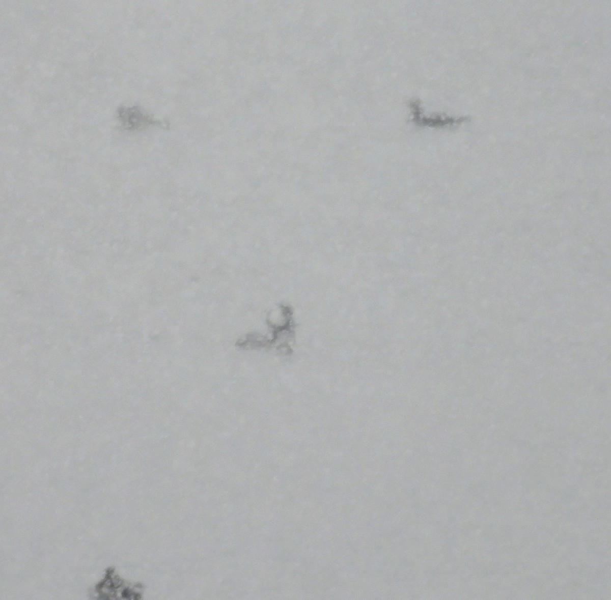 Hooded Merganser - ML646527889