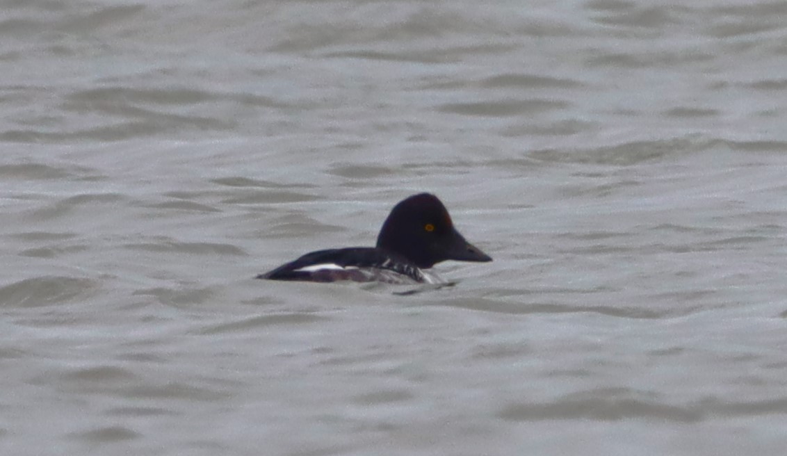 Garrot à oeil d'or - ML646527893