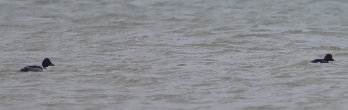 Garrot à oeil d'or - ML646527894