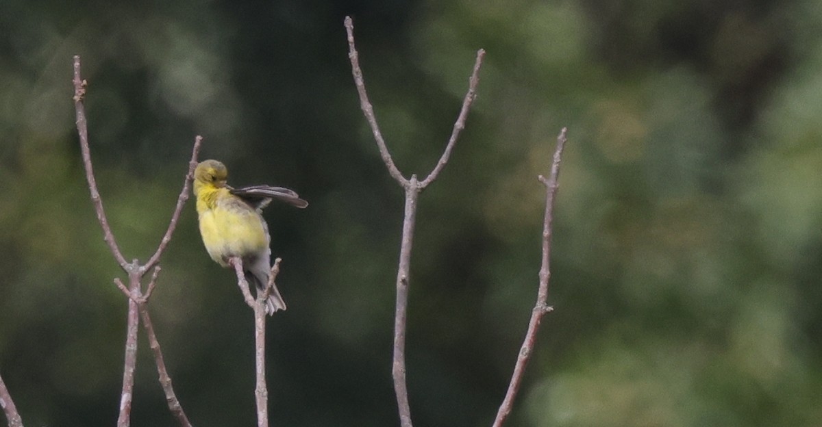 Chardonneret jaune - ML646527896