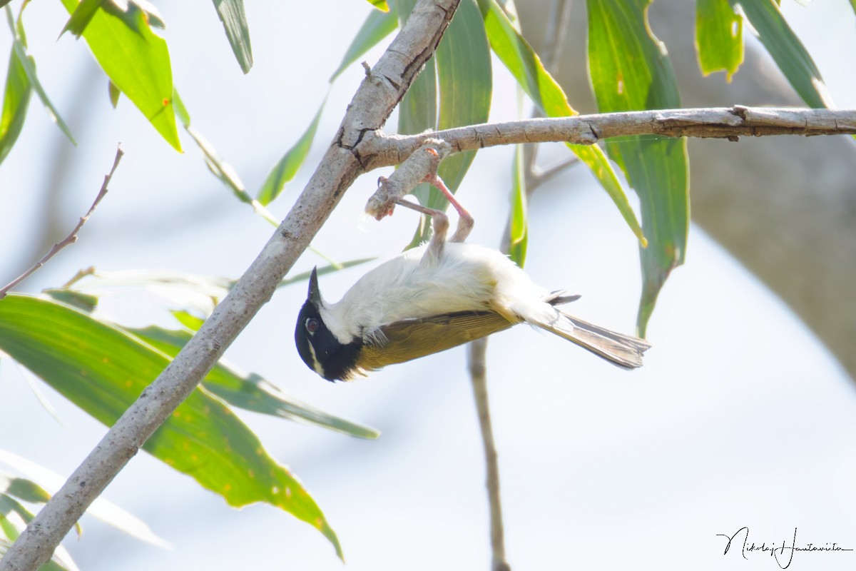 Méliphage à menton blanc - ML646527897