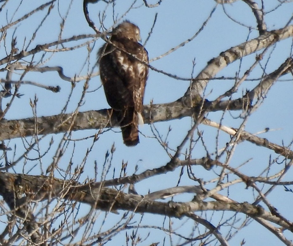 Red-tailed Hawk - ML646527899