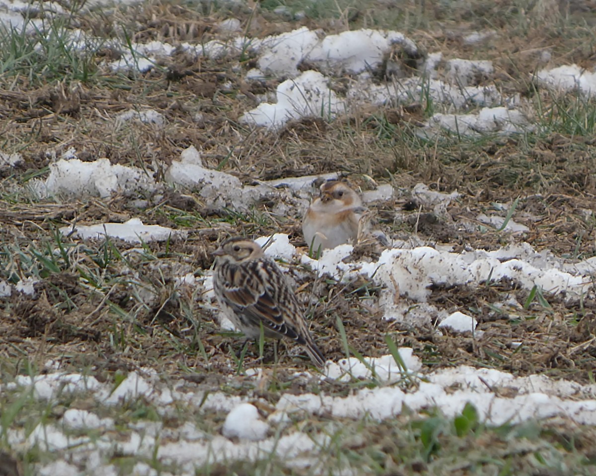 snøspurv - ML646527907