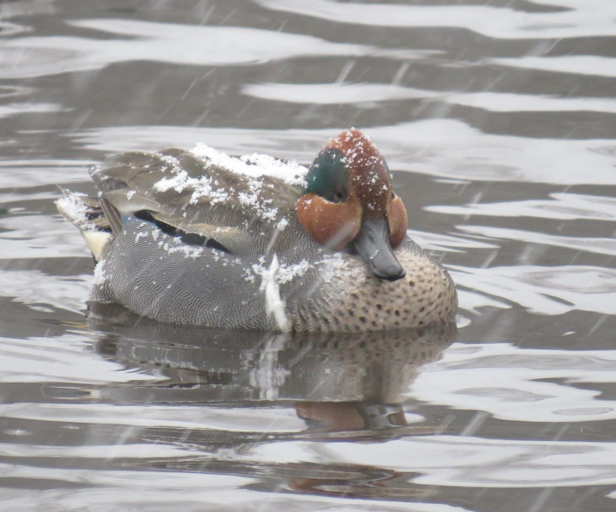 Green-winged Teal - ML64652791