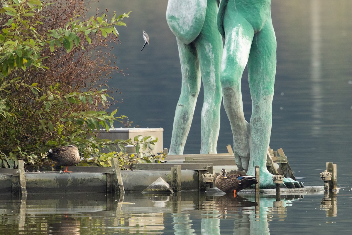 Крижень китайський - ML646527910