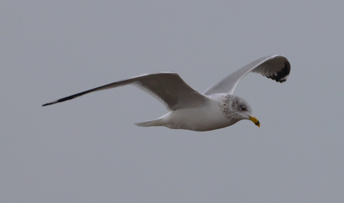 Ring-billed Gull - ML646527912