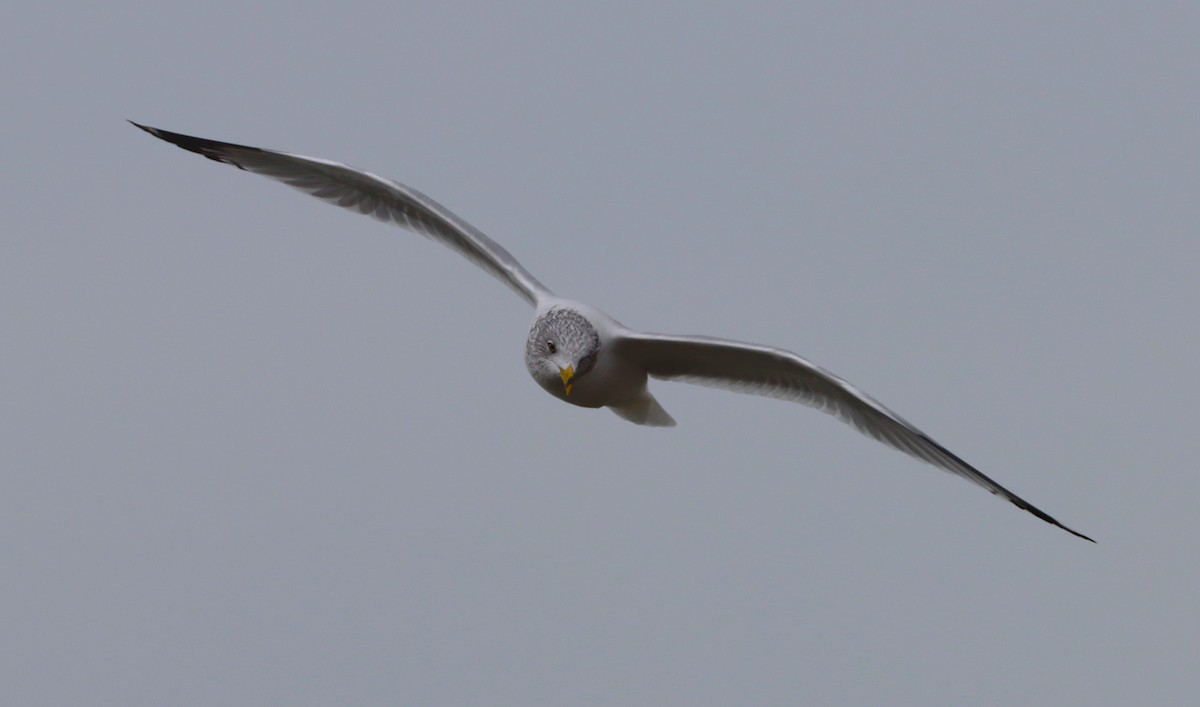 Ring-billed Gull - ML646527913