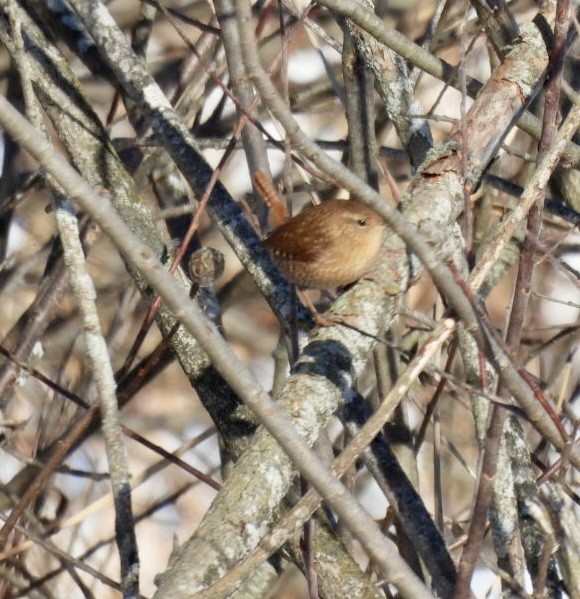 Winter Wren - ML646527914