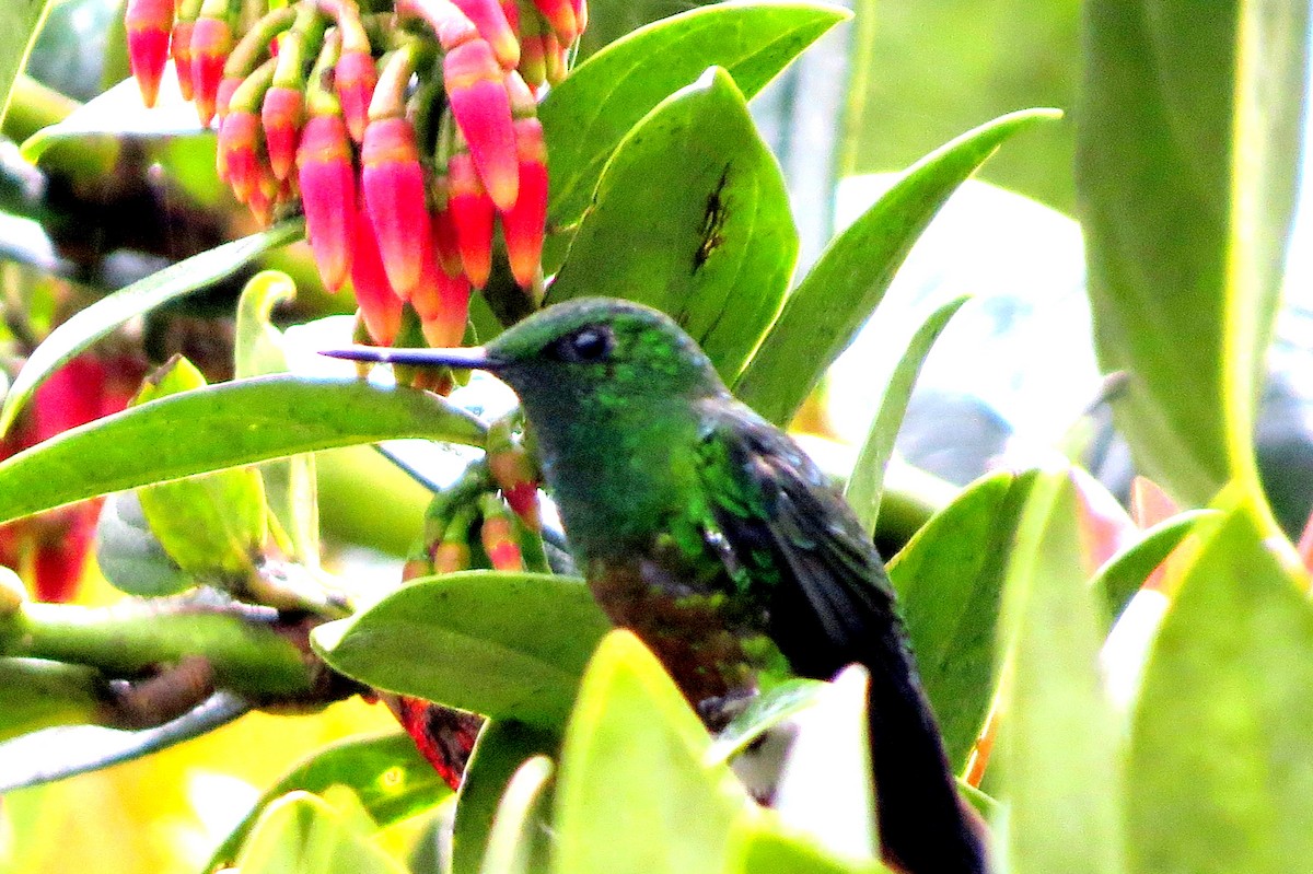 ドウバラワタアシハチドリ - ML646527916