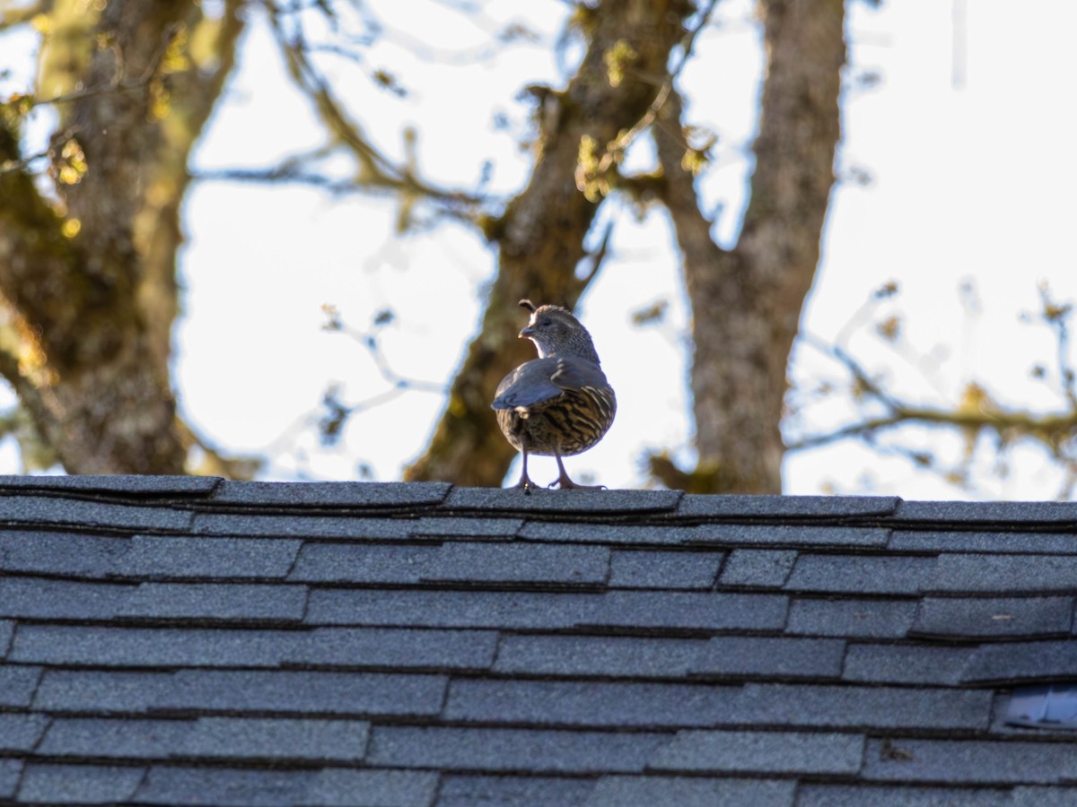 California Quail - ML646527917