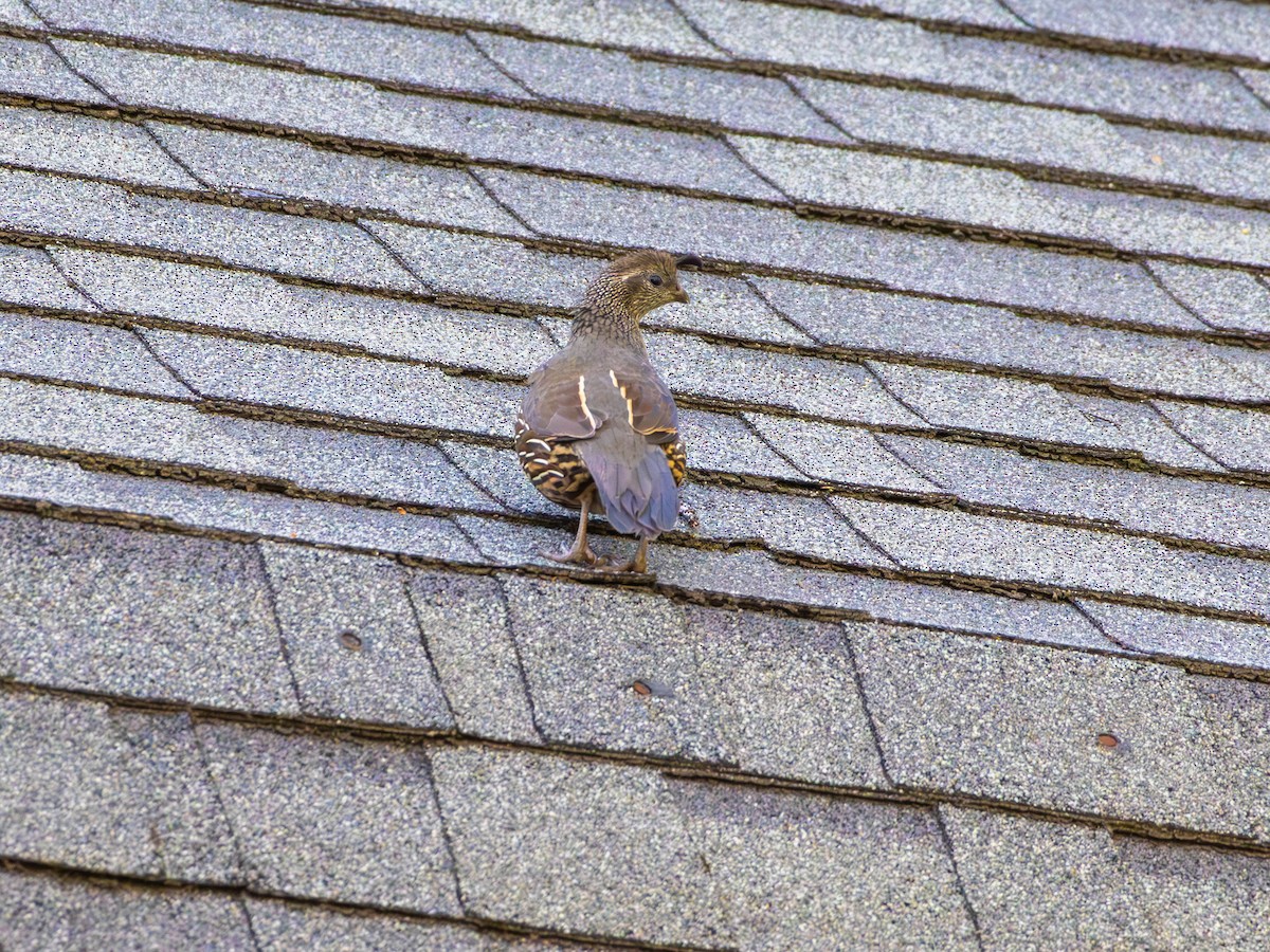 California Quail - ML646527918
