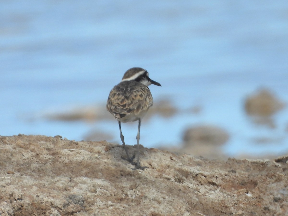 Kittlitz's Plover - ML646527919
