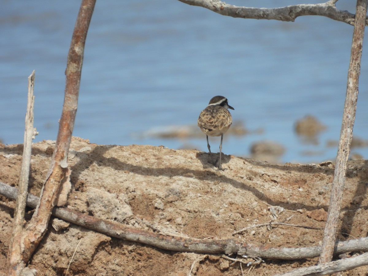 Kittlitz's Plover - ML646527920