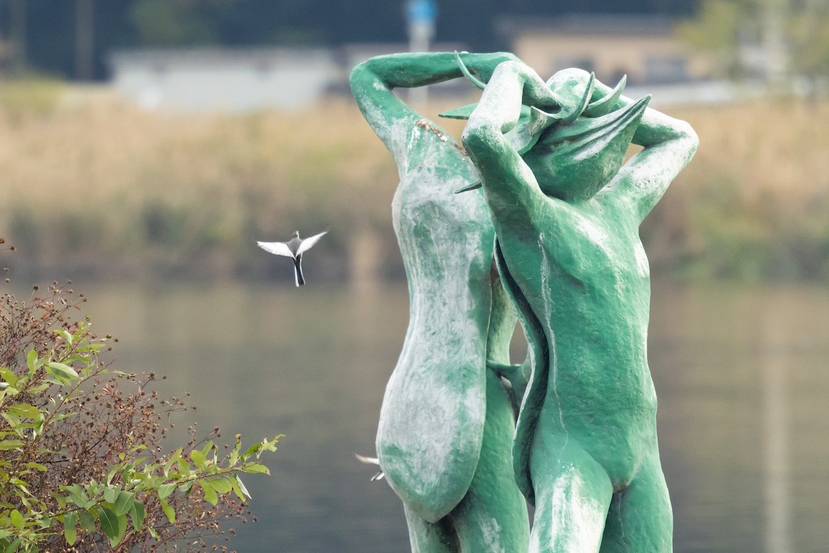 Плиска біла (підвид lugens) - ML646527924