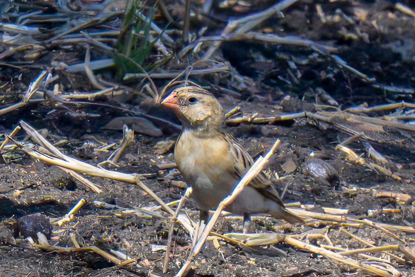 ミカドスズメ - ML646527927