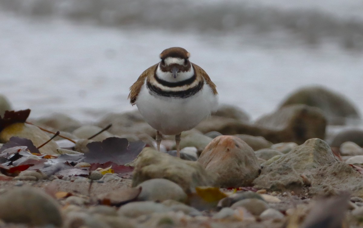 Killdeer - ML646527930