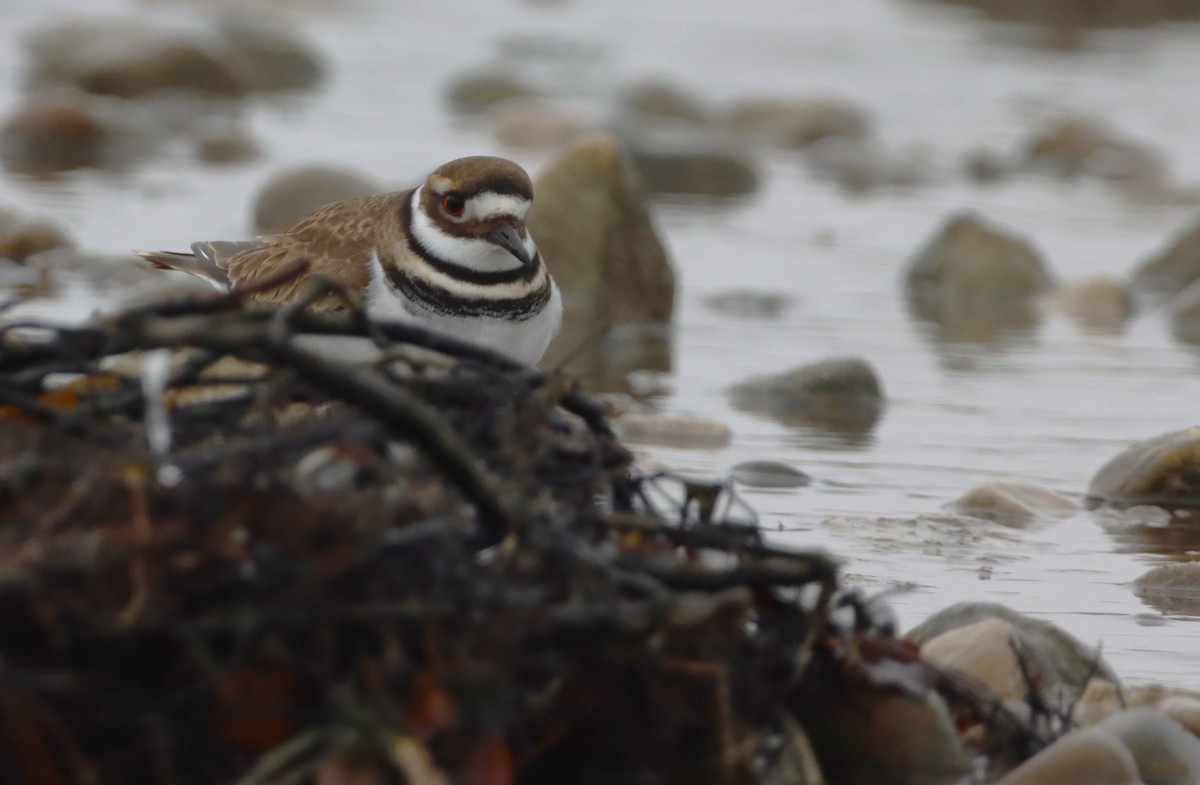 Killdeer - ML646527931