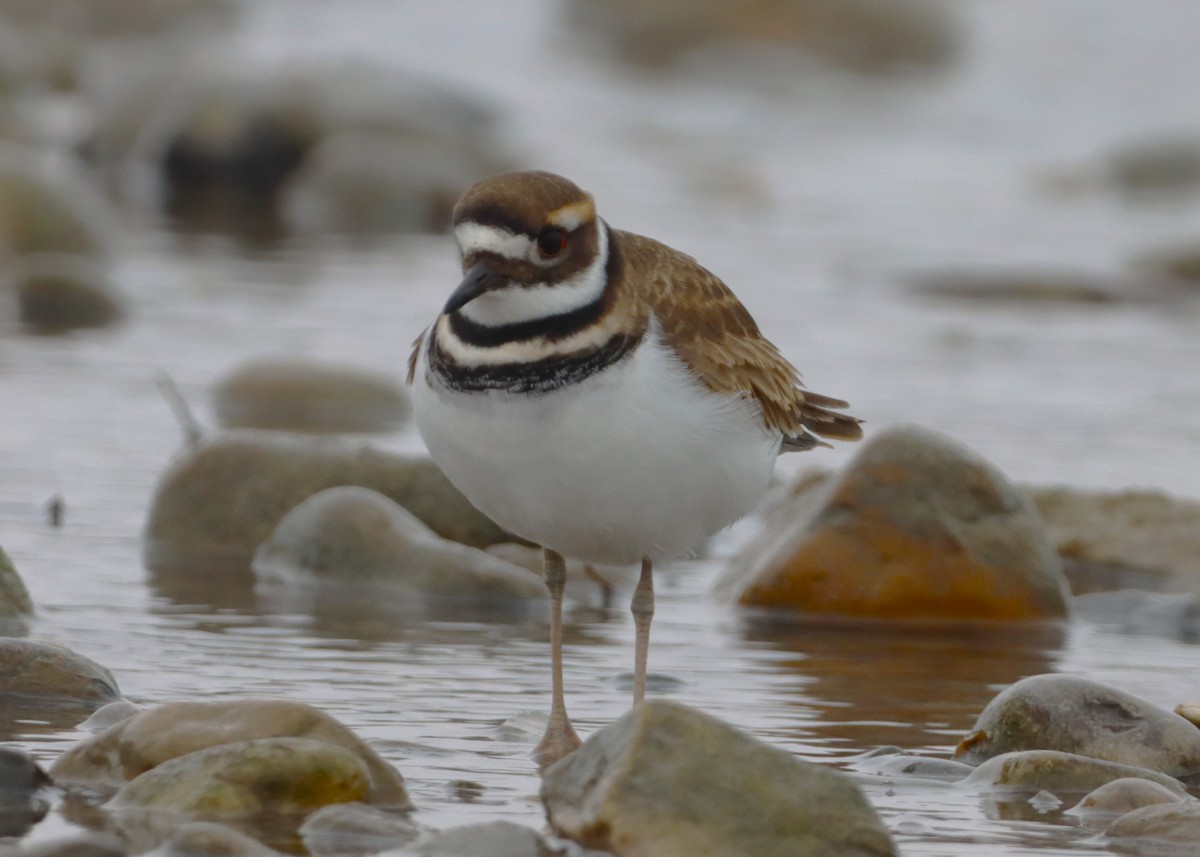 Killdeer - ML646527932