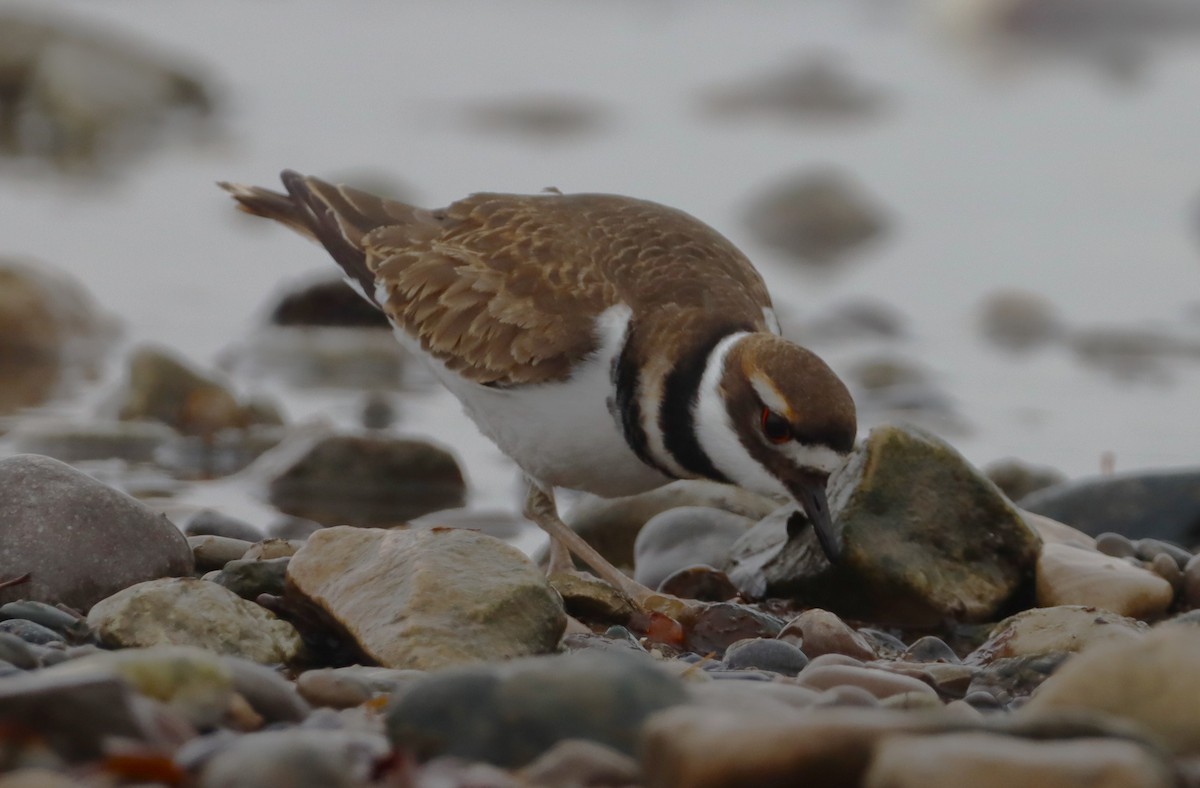 Killdeer - ML646527933