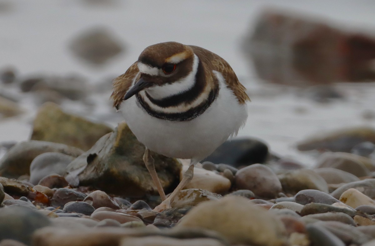 Killdeer - ML646527934