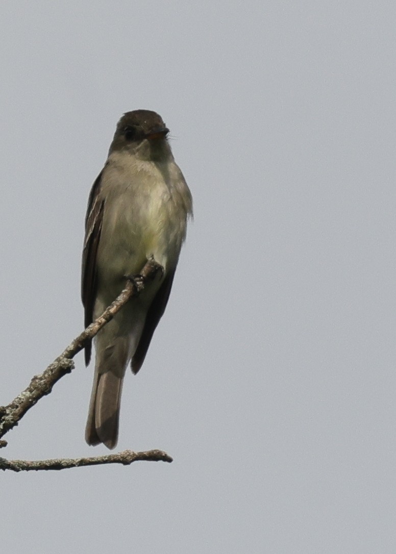 Eastern Wood-Pewee - ML646527935