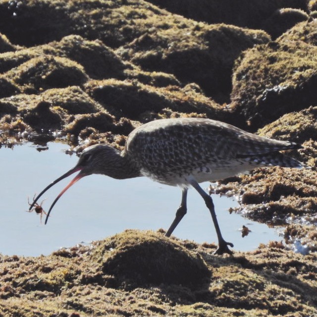 Eurasian Whimbrel - ML646527936
