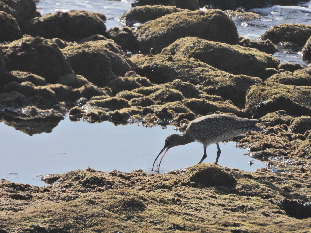 Eurasian Whimbrel - ML646527937